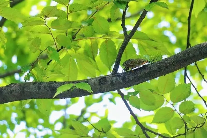 1750901650361767.jpg 5f842e616af66bea57a8d42e3217b0e.jpg