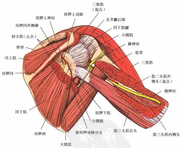 1764241233147203.png 肩關(guān)節(jié).png